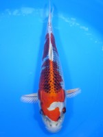  　クジャク黄金　28cm　 