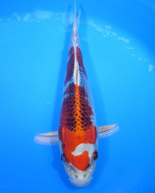 錦屋養鯉場 　クジャク黄金　28cm　 錦鯉販売　通信販売　錦屋養鯉場