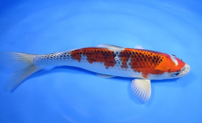 錦屋養鯉場 　クジャク黄金　28cm　 錦鯉販売　通信販売　錦屋養鯉場