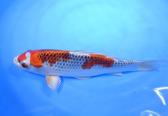 錦屋養鯉場 　クジャク黄金　28cm　 錦鯉販売　通信販売　錦屋養鯉場