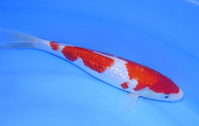 錦屋養鯉場 　ダイヤ銀鱗 紅白　28cm 　錦鯉販売　通信販売　錦屋養鯉場