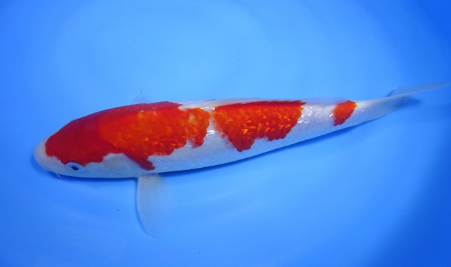 錦屋養鯉場 　ダイヤ銀鱗 紅白　28cm 　錦鯉販売　通信販売　錦屋養鯉場