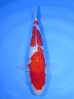  　ダイヤ銀鱗 紅白　28cm 　