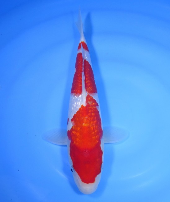 錦屋養鯉場 　ダイヤ銀鱗 紅白　28cm 　錦鯉販売　通信販売　錦屋養鯉場
