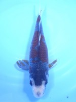  　新品種   口白  落ち葉しぐれ　25cm 　