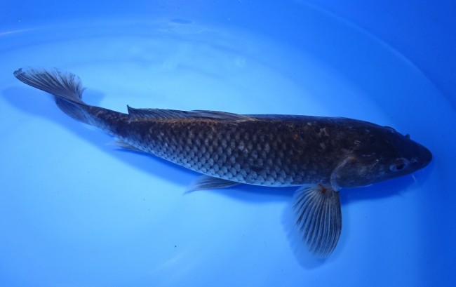 錦屋養鯉場 　真鯉　36cm　 錦鯉販売　通信販売　錦屋養鯉場