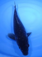  　真鯉　36cm　
