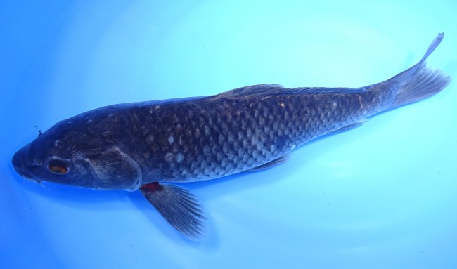 錦屋養鯉場 　真鯉　36cm　 錦鯉販売　通信販売　錦屋養鯉場