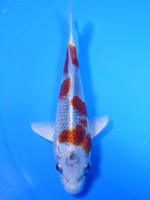  　クジャク黄金　15cm　 