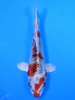  　クジャク黄金　15cm　 