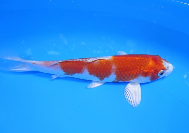 錦屋養鯉場 　桜黄金　16cm　 錦鯉販売　通信販売　錦屋養鯉場
