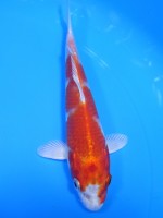  　桜黄金　16cm　 