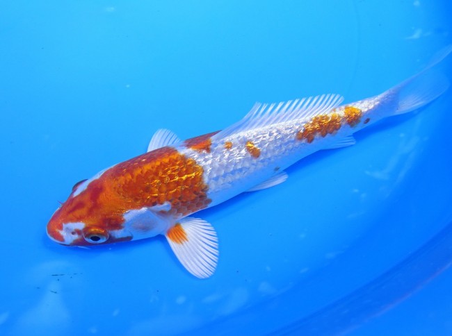 錦屋養鯉場 　ダイヤ銀鱗桜黄金　18cm　 錦鯉販売　通信販売　錦屋養鯉場