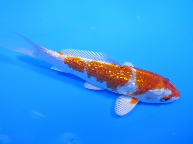 錦屋養鯉場 　ダイヤ銀鱗桜黄金　18cm　 錦鯉販売　通信販売　錦屋養鯉場
