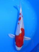  　紅桜 黄金  22cm　 