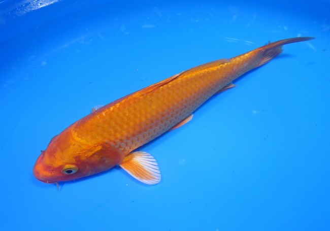 錦屋養鯉場 　オレンジ黄金　22cm 　錦屋養鯉場 　錦鯉販売　通信販売
