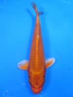 　オレンジ黄金　22cm 　