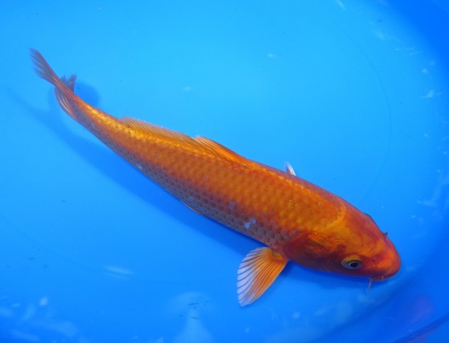 錦屋養鯉場 　オレンジ黄金　22cm 　錦屋養鯉場 　錦鯉販売　通信販売