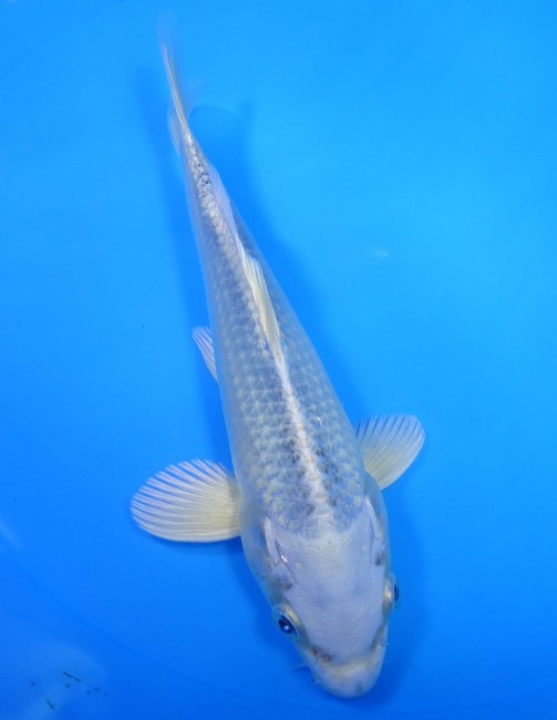 錦屋養鯉場 　ブループラチナ　19cm 　 錦鯉販売　通信販売　錦屋養鯉場