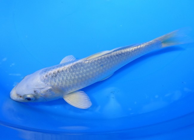 錦屋養鯉場 　ブループラチナ　19cm 　 錦鯉販売　通信販売　錦屋養鯉場