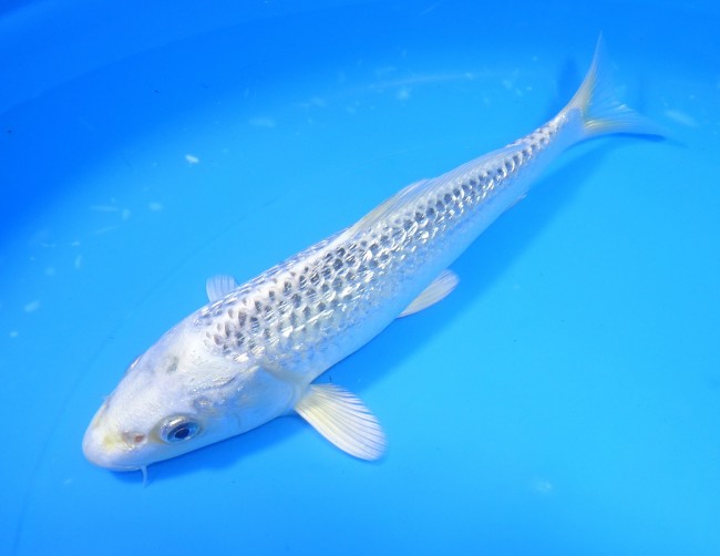 錦屋養鯉場 　ダイヤ銀鱗ブループラチナ　21cm 　 錦鯉販売　通信販売　錦屋養鯉場