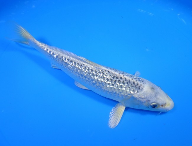 錦屋養鯉場 　ダイヤ銀鱗ブループラチナ　21cm 　 錦鯉販売　通信販売　錦屋養鯉場