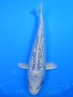  　ダイヤ銀鱗ブループラチナ　21cm 　 
