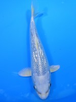  　ダイヤ銀鱗ブループラチナ　18cm 　 