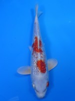  　ダイヤ銀鱗 桜黄金　19cm　 