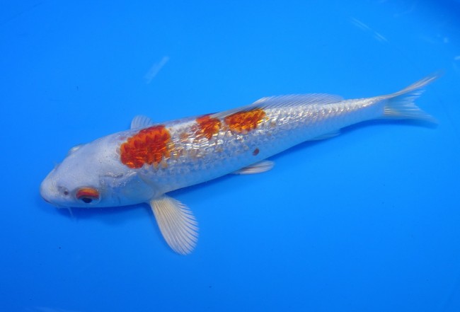 錦屋養鯉場 　ダイヤ銀鱗桜黄金　19cm　 錦鯉販売　通信販売　錦屋養鯉場