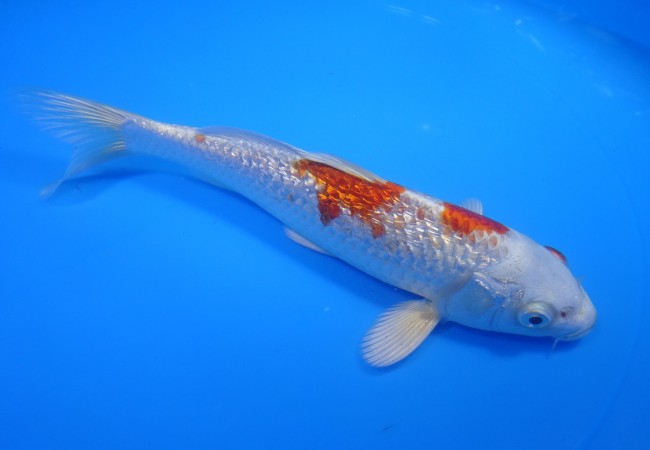 錦屋養鯉場 　ダイヤ銀鱗桜黄金　19cm　 錦鯉販売　通信販売　錦屋養鯉場