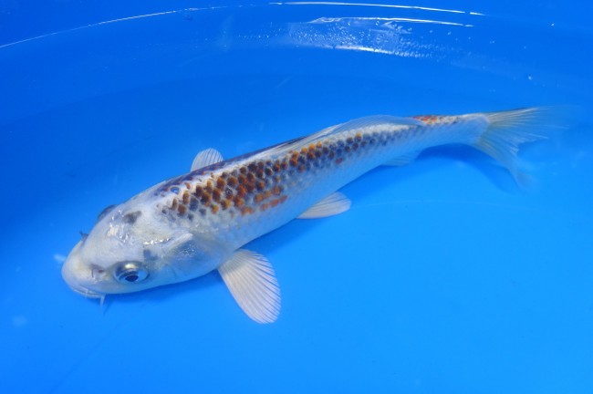 錦屋養鯉場 　クジャク黄金　18cm　 錦鯉販売　通信販売　錦屋養鯉場