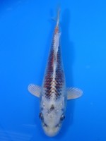 　クジャク黄金　18cm　
