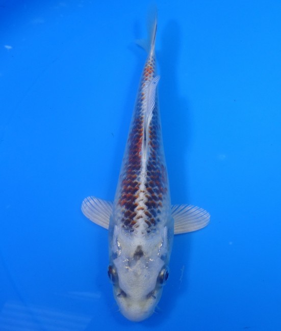 錦屋養鯉場 　クジャク黄金　18cm　 錦鯉販売　通信販売　錦屋養鯉場