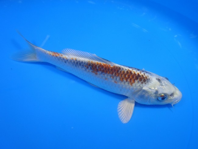 錦屋養鯉場 　クジャク黄金　18cm　 錦鯉販売　通信販売　錦屋養鯉場