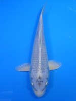  　プラチナ　20cm 　 