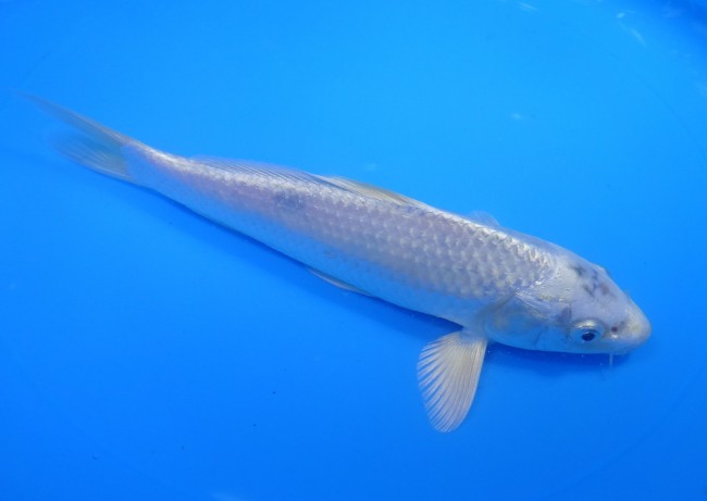 錦屋養鯉場 　プラチナ　20cm 　 錦鯉販売　通信販売　錦屋養鯉場
