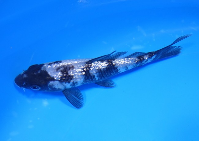 錦屋養鯉場 　ダイヤ銀鱗 白写り　14cm　 錦鯉販売　通信販売　錦屋養鯉場
