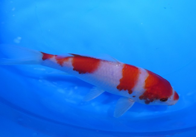錦屋養鯉場　紅白　17cm　錦鯉販売　通信販売　錦鯉養鯉場