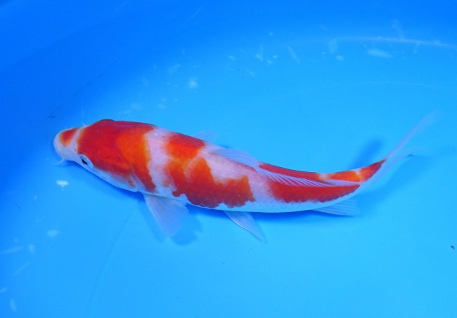 錦屋養鯉場　紅白　17cm　錦鯉販売　通信販売　錦鯉養鯉場