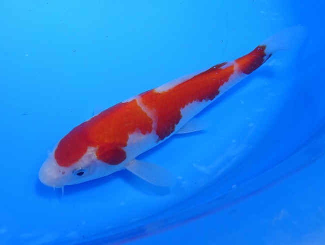 錦屋養鯉場　紅白　17cm　錦鯉販売　通信販売　錦鯉養鯉場