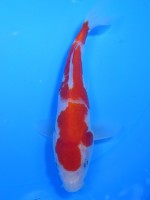 　紅白　17cm　