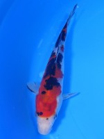 　 大正三色　17cm　