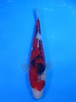 　 大正三色　19cm　