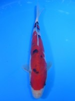  　大正三色　20cm 　