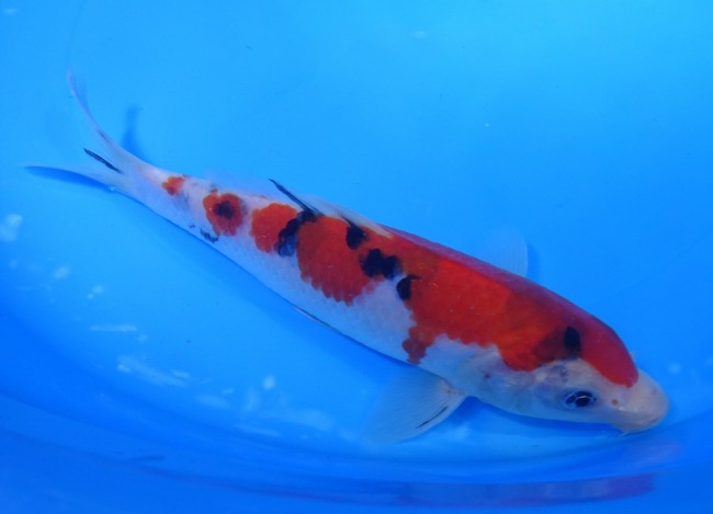 錦屋養鯉場　 大正三色　19cm　錦鯉販売　通信販売　錦屋養鯉場