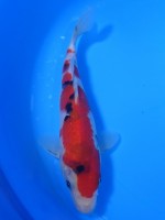 　 大正三色　19cm　