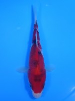 　 大正三色　14cm　
