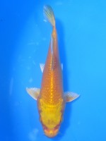  　黄金　13cm 