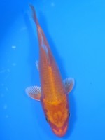  　オレンジ黄金　15cm 　
